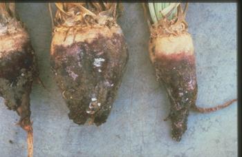 پوسیدگی ریشه چغندر